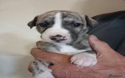 Whippet dogs for sale: Top Class Whippet Puppies bred from Champions - Image 23