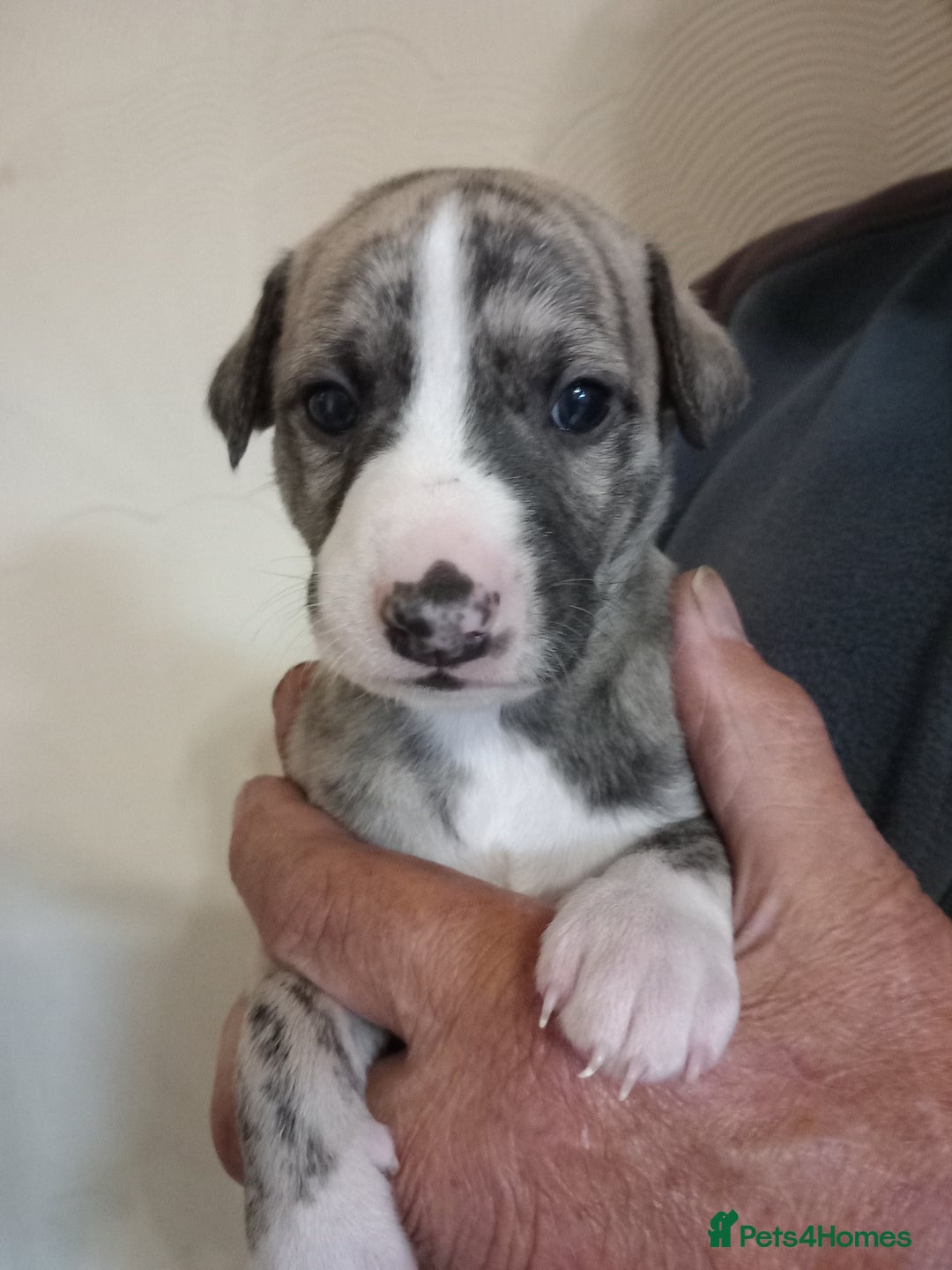Whippet dogs for sale: Top Class Whippet Puppies bred from Champions - Image 23
