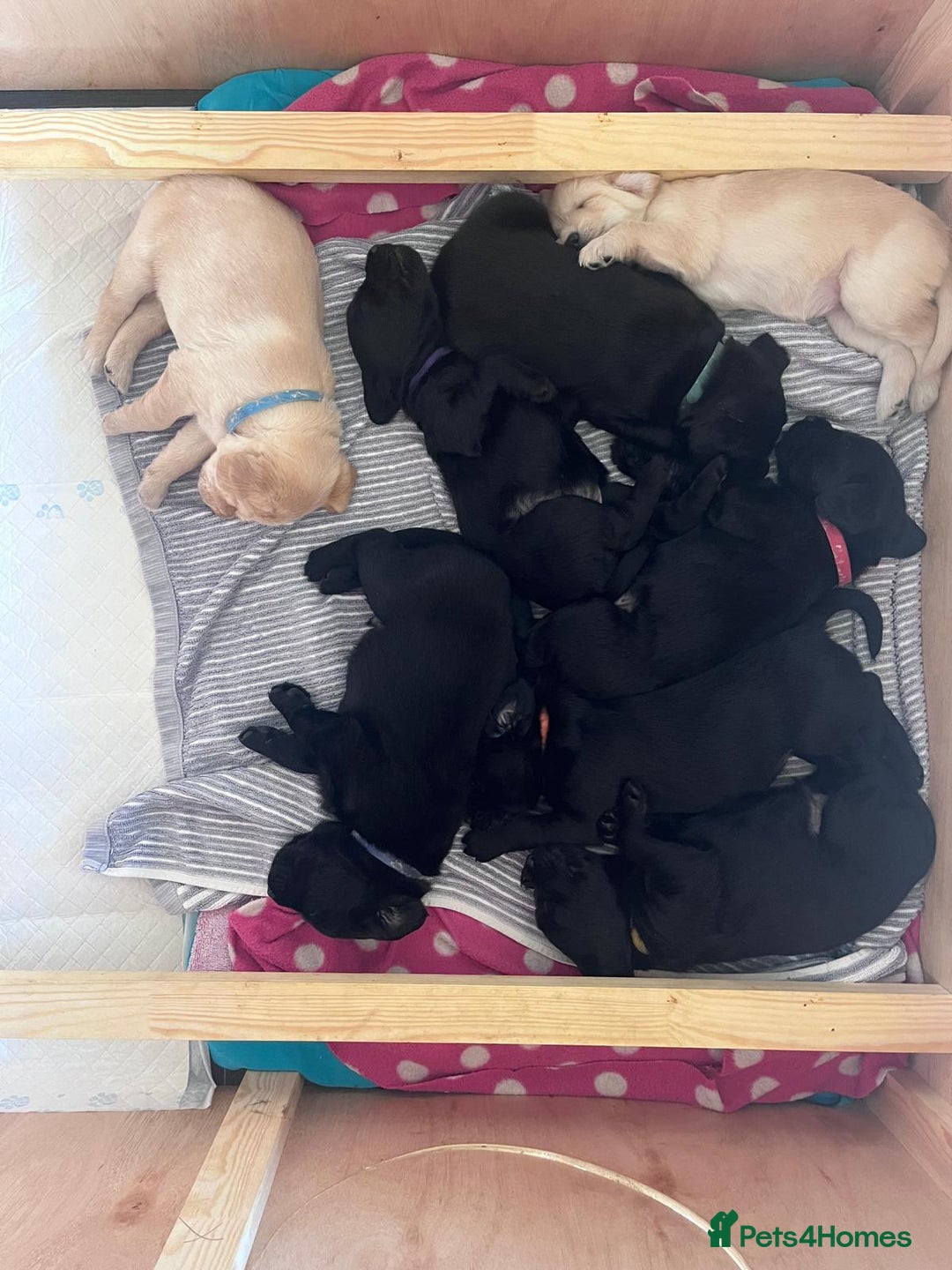 Mixed Breed dogs for sale: Adorable Sheeprador Pups Ready for Forever Homes! - Advert 8