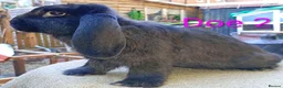 French Lop rabbits for sale: French lop  - Advert 6