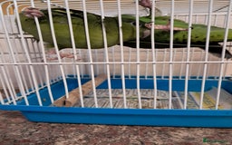 Parakeets birds for sale: LINEOLATED BABYS - Image 3