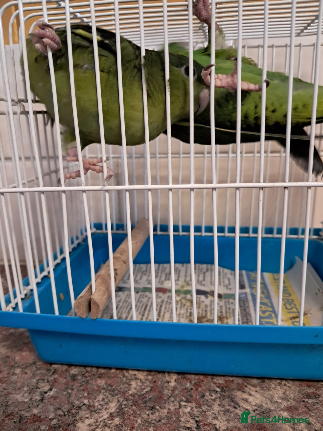 Parakeets birds for sale: LINEOLATED BABYS - Image 3