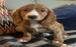 Cocker Spaniel dogs for sale: KC Cocker spaniel pups  - Image 5