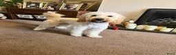 Cockapoo dogs for sale: Male Cockapoo dog looking for his forever home - Advert 18