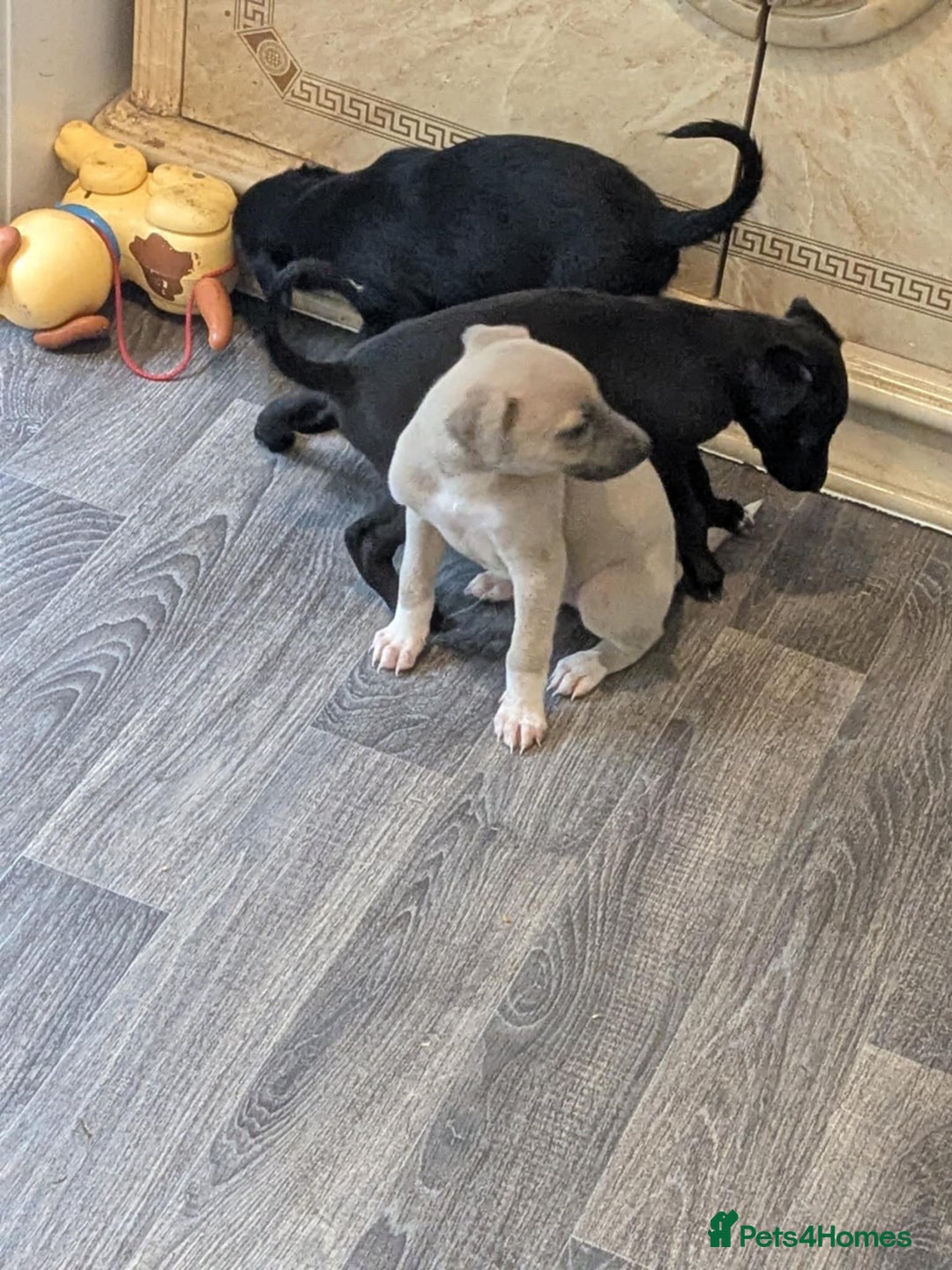Lurcher dogs for sale: Lurcher pups whippet cross  - Image 12