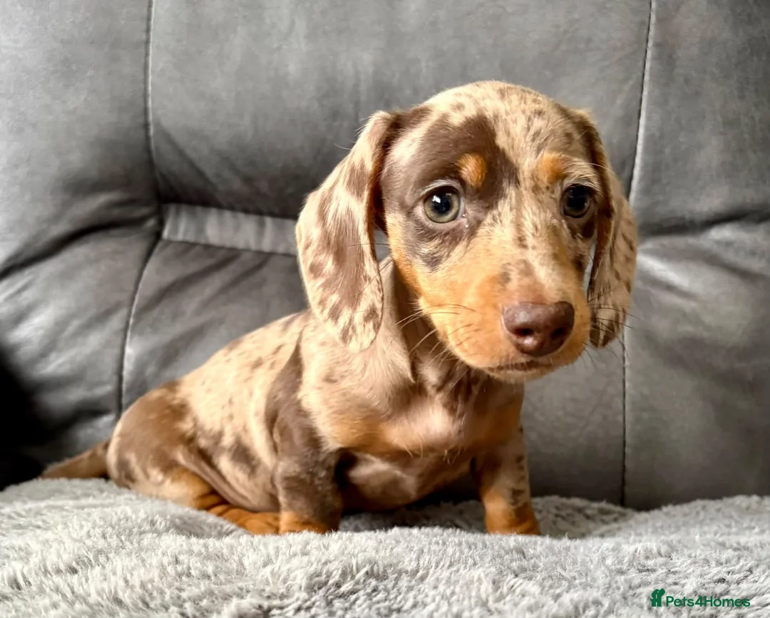 Miniature Dachshund dogs for sale: Beautiful Dapple Dachshund Puppy – Mel ❤️ in Larbert - Advert 2