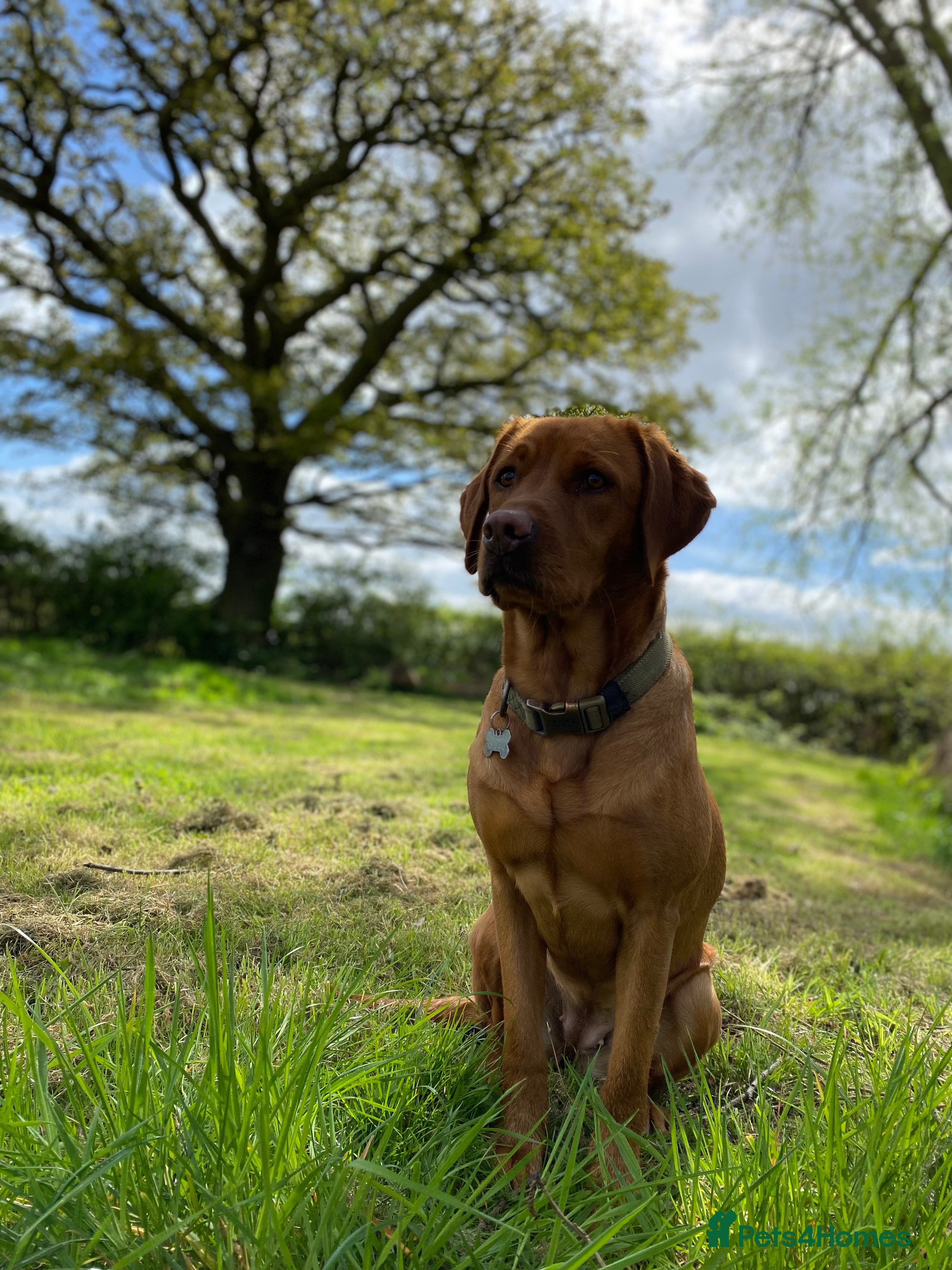 Labrador Retriever dogs Fox Red Labrador Puppies  - Advert 1