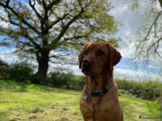 Labrador Retriever dogs Fox Red Labrador Puppies - Advert 4