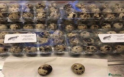 Quail poultry for sale: QUAIL HATCHING EGGS/1ST SEPTEMBER ! - Image 2