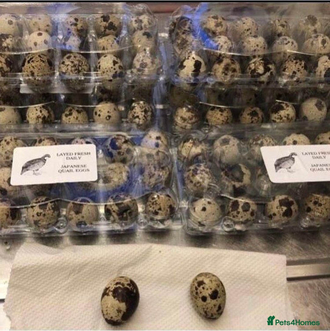 Quail poultry for sale: QUAIL HATCHING EGGS/1ST SEPTEMBER ! - Image 2