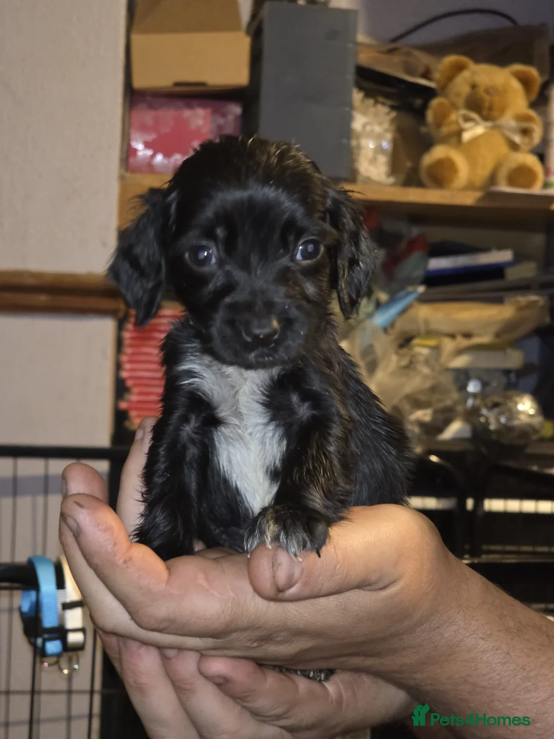 Cocker Spaniel dogs for sale: Beautiful cocker spaniel puppies, ready to leave. - Advert 21