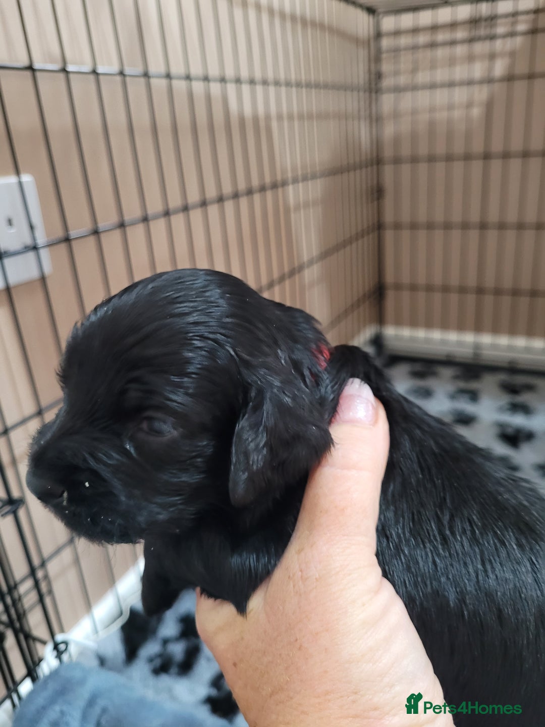 Sprocker dogs for sale: Sprocker puppies - Image 4