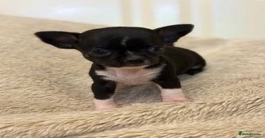 Chihuahua dogs - Advert 1