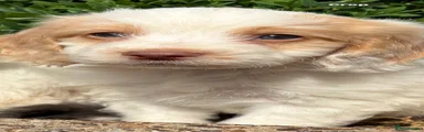 Cockapoo 2