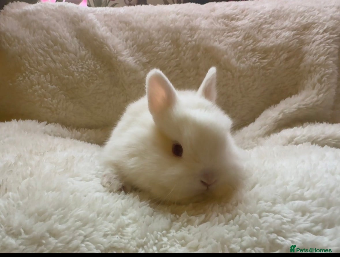 Netherland Dwarf rabbits Pedigree Neverland boys left  - Advert 7