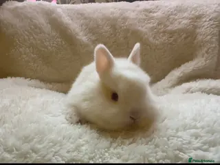 Netherland Dwarf rabbits Pedigree Neverland boys left - Advert 7