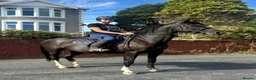 British Warmblood horses for sale: Beautiful black warmblood mare with golden temp in Maesteg - Advert 8