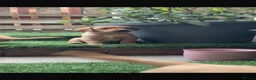 Labrador Retriever dogs for sale: Yellow Labradors  - Advert 5