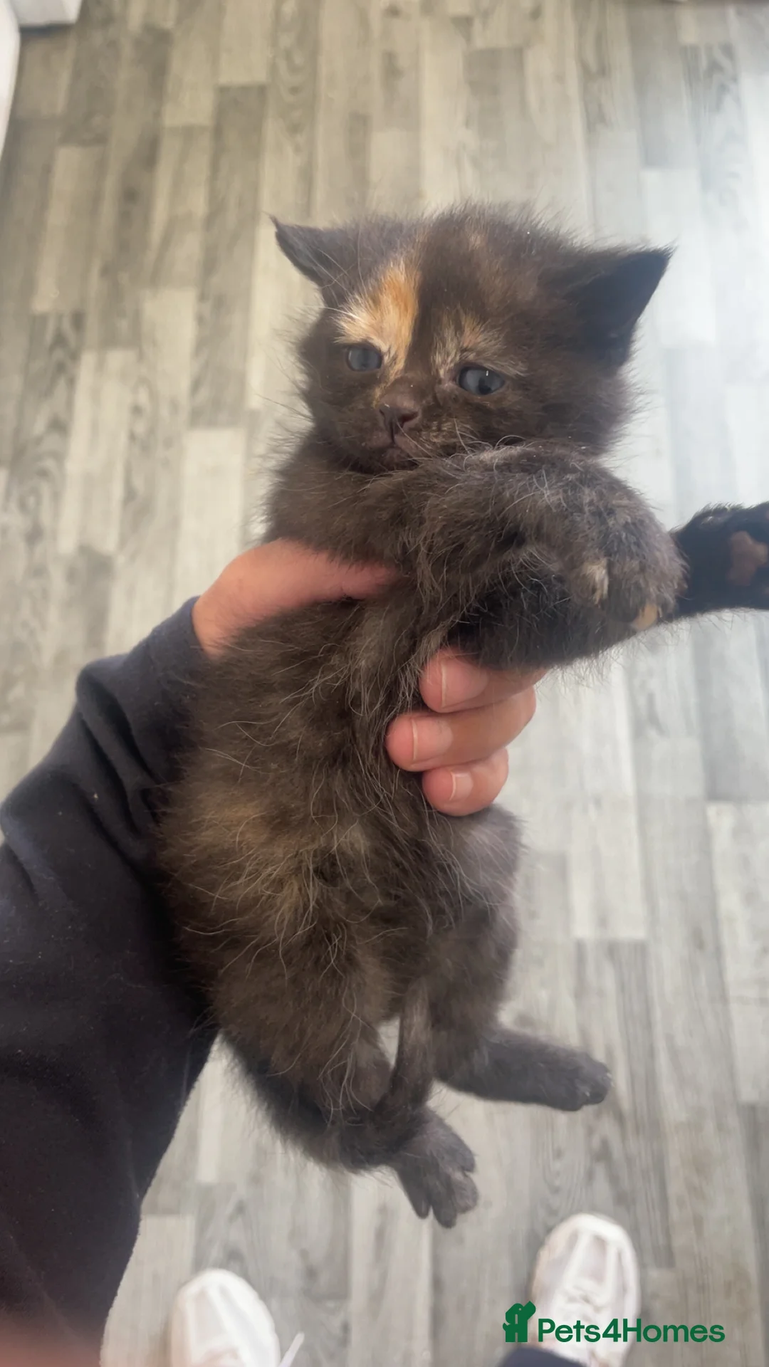 Bengal cats for sale: Bengal mixed tabby  - Advert 9