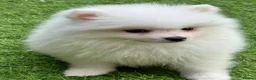 Pomeranian dogs for sale: Mini Pomaranian  in Basildon - Advert 7
