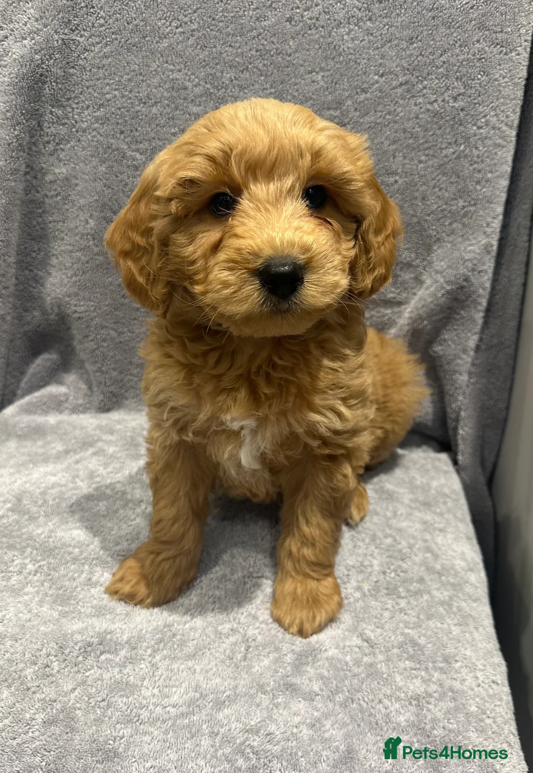 Goldendoodle dogs for sale: Stunning Male Multigenerational Goldendoodles - Advert 4