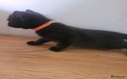 Mixed Breed cats for sale: Stunning kittens - Image 10
