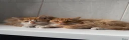Mixed Breed cats for sale: Beautiful Ginger kittens for sale  - Advert 6