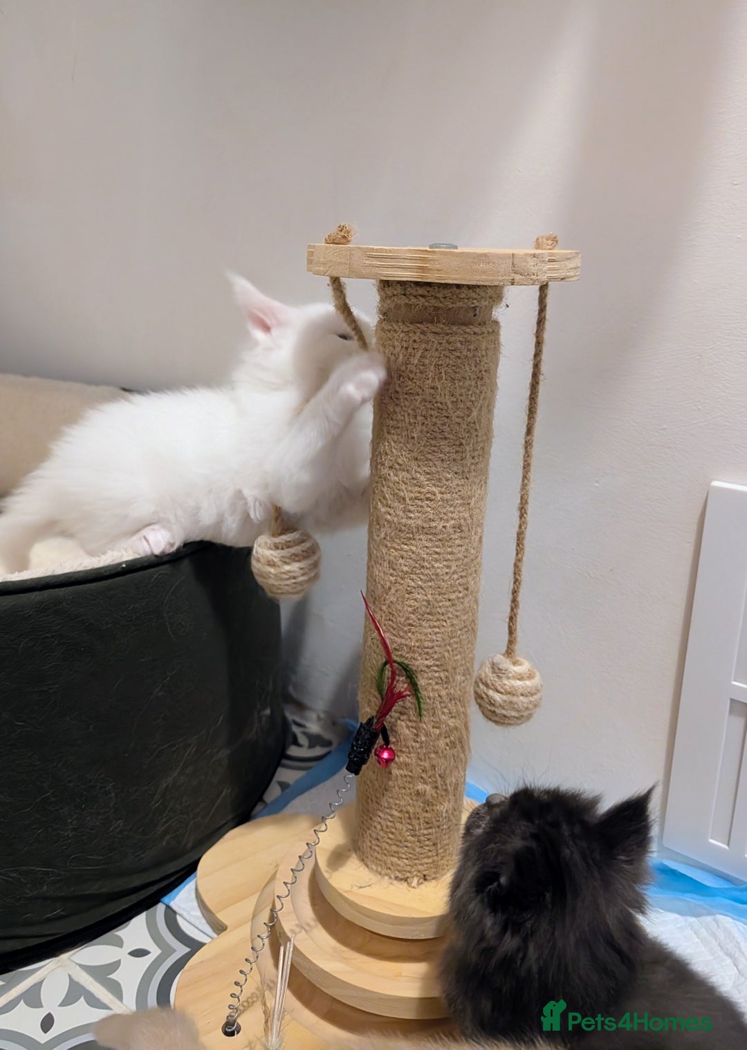 Maine Coon cats for sale: Beautiful Tica Registered Maine Coon Kittens  - Advert 22