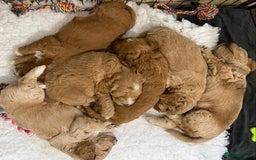 Cockapoo dogs for sale: 2 BOYS LEFT Quality F1 Cockapoos DNA CLEAR PARENTS - Image 10