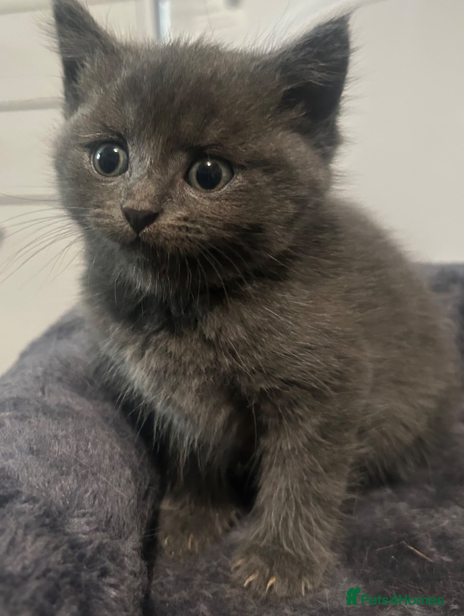 Burmese cats 🐾 Burmese x British Shorthair Kittens 🐾 - Advert 1