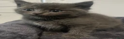 Burmese cats for sale: 🐾 Burmese x British Shorthair Kittens 🐾 - Advert 1