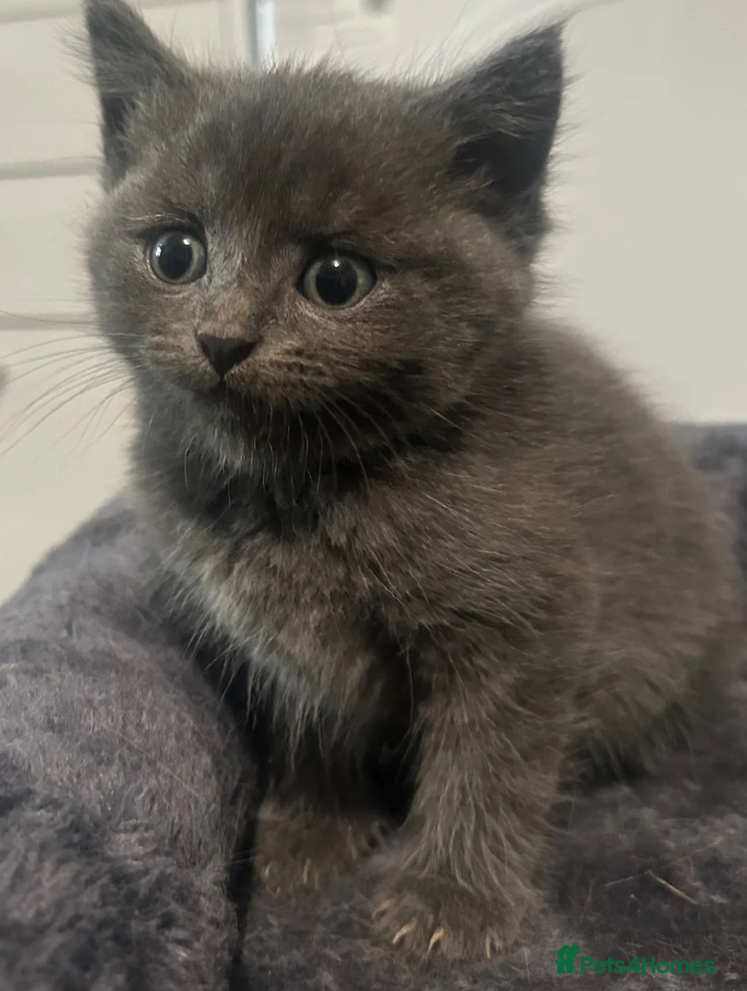 Burmese cats for sale: 🐾 Burmese x British Shorthair Kittens 🐾 - Advert 1