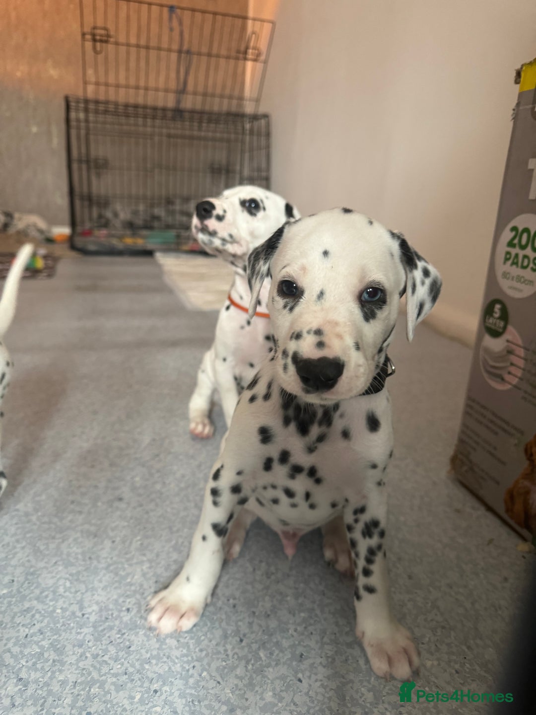 Dalmatian dogs for sale: PEDIGREE Dalmatian Puppies ready NOW - Advert 26