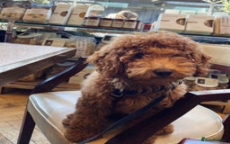 Toy Poodle dogs for sale: Golden Brown Toy Poodle  - Image 4