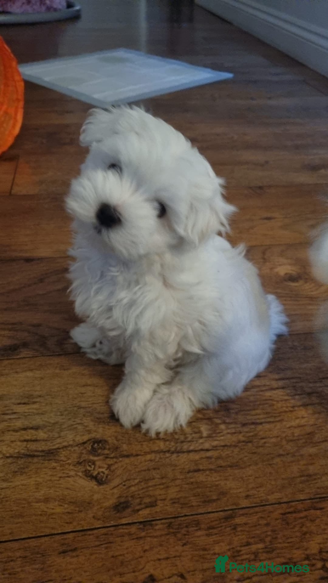 Maltese dogs for sale: Maltese Girl Available  - Advert 2