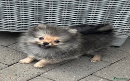 Pomeranian dogs for sale: Gorgeous Pomeranians for sale  - Image 4
