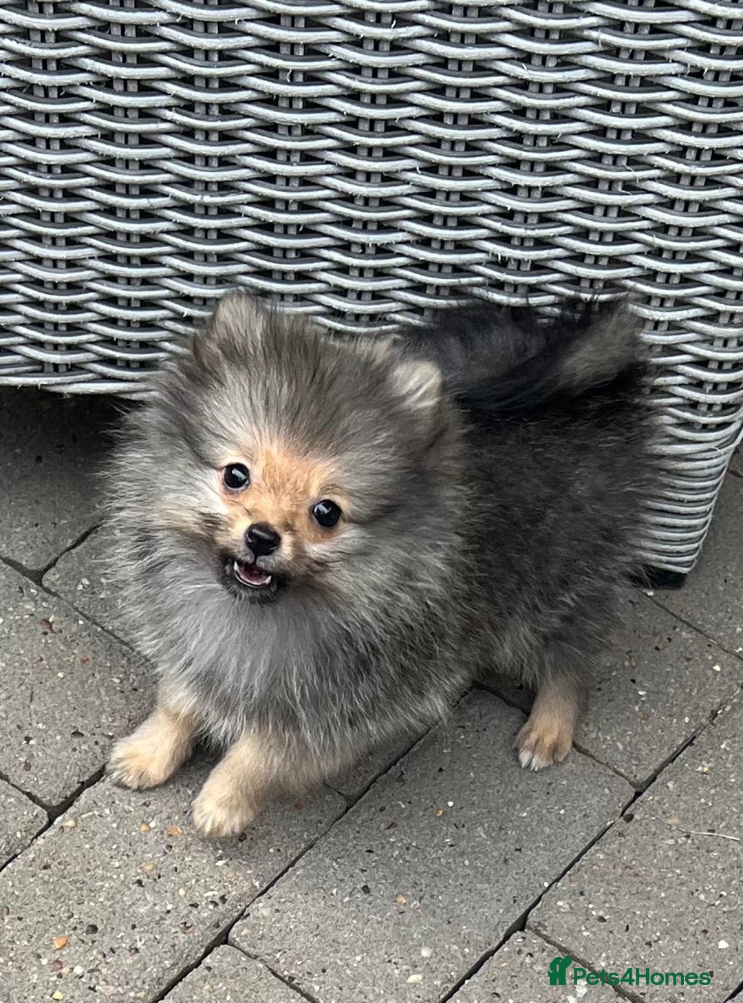 Pomeranian dogs for sale: Gorgeous Pomeranians for sale  - Image 4