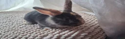Harlequin rabbits for sale: Harley-Blue 💙 in Brighton - Advert 3