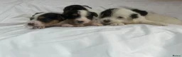 Jack Russell dogs for sale: Miniature jack Russle puppies - Advert 5