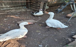Geese poultry for sale: Pair geese - Image 1