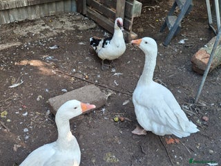 Geese poultry - Advert 3