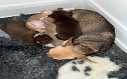 Chihuahua dogs for sale: Health tested & KC Reg Chocolate sable boy left! - Advert 11