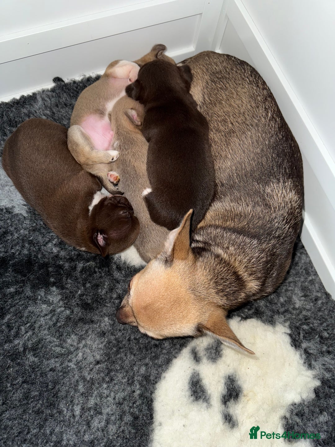 Chihuahua dogs for sale: Health tested & KC Reg Chocolate sable boy left! - Advert 11