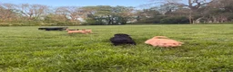 Cockapoo dogs for sale: Stunning F1 Cockerpoos🧸 - Advert 35