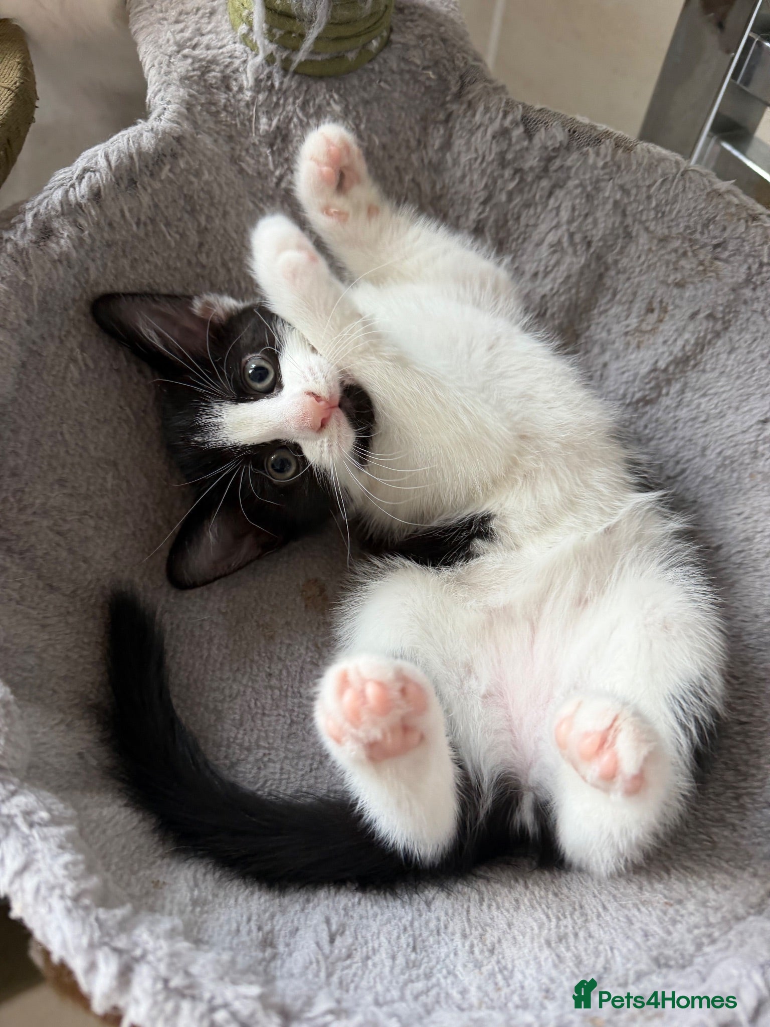 Domestic Shorthair cats 2 black and white girls kittens for sale - Advert 2