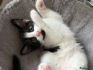 Domestic Shorthair cats 2 black and white girls kittens for sale - Advert 2
