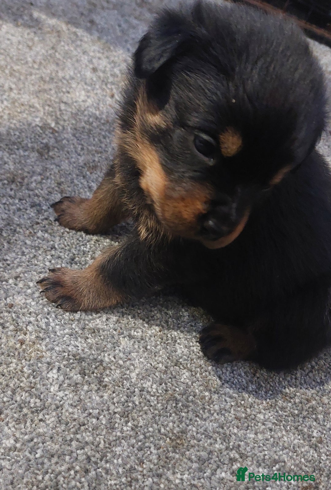 Rottweiler dogs for sale: KC Rottweiler pups (health tested parents) - Advert 12