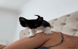 British Shorthair cats for sale: Very affectionate boy  - Image 4