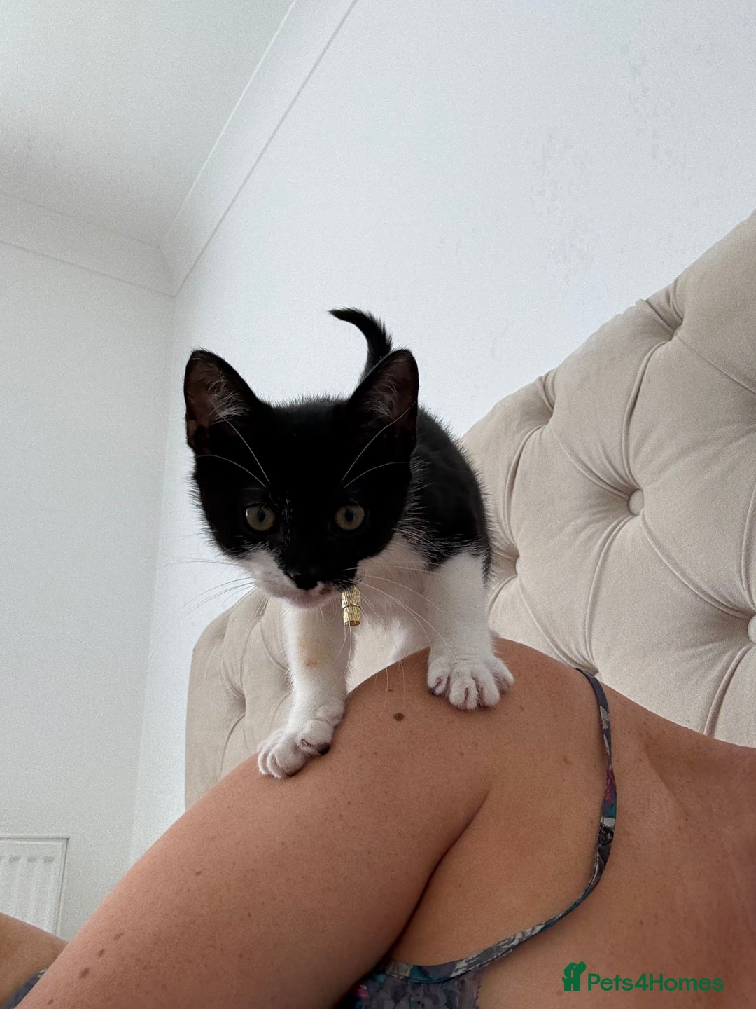 British Shorthair cats for sale: Very affectionate boy  - Image 4