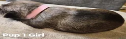 Shorkie dogs for sale: Shorkie puppies  - Advert 8